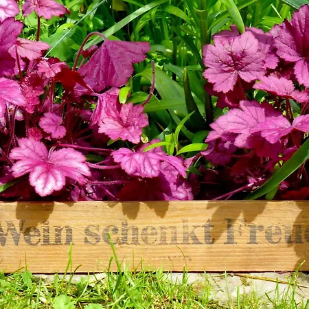 Winzerlodge, Burgunder Lejlighed *